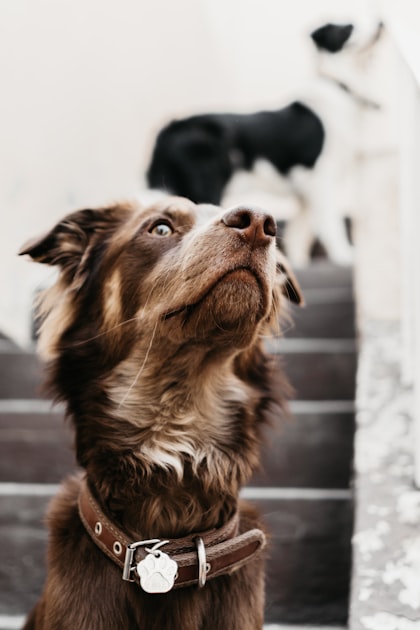 Why Choose In-Home Dog Care?