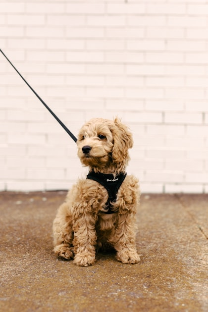 Affordable Dog Boarding Options
